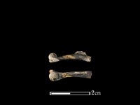 蛙骨藏品圖，第1張