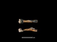 蛙骨藏品圖，第1張