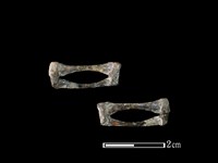 蛙骨藏品圖，第1張