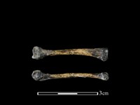 蛙骨藏品圖，第1張