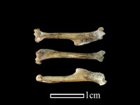 小黃腹鼠骨藏品圖，第1張