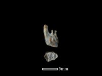 鬼鼠骨藏品圖，第1張