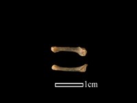 貂科骨藏品圖，第1張