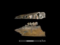 獐骨藏品圖，第1張