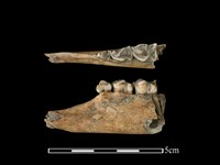 獐骨藏品圖，第1張