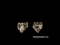 獐骨藏品圖，第1張