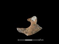 獐骨藏品圖，第1張