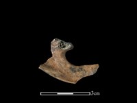 獐骨藏品圖，第2張