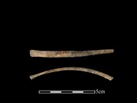 獐骨藏品圖，第1張