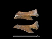 獐骨藏品圖，第1張