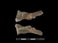 獐骨藏品圖，第1張