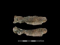 獐骨藏品圖，第1張