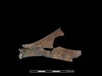 獐骨藏品圖，第2張