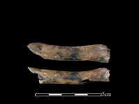 獐骨藏品圖，第1張