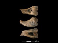 獐骨藏品圖，第1張