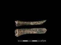 獐骨藏品圖，第1張