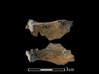 獐骨藏品圖，第1張