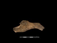 獐骨藏品圖，第2張