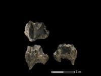 獐骨藏品圖，第1張