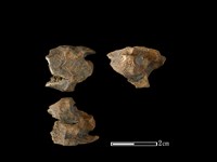 獐骨藏品圖，第1張