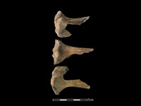 獐骨藏品圖，第1張