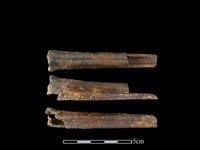 獐骨藏品圖，第1張