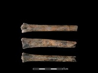 獐骨藏品圖，第1張