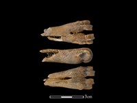 獐骨藏品圖，第1張