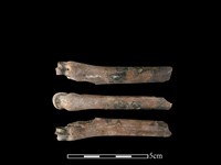 獐骨藏品圖，第1張