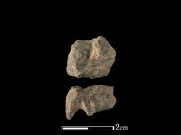 獐骨藏品圖，第1張