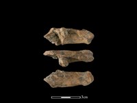 獐骨藏品圖，第1張