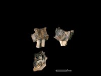 山羌骨藏品圖，第1張