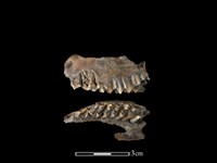 山羌骨藏品圖，第1張