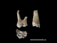 山羌骨藏品圖，第1張