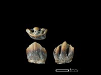 山羌骨藏品圖，第1張