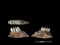 山羌骨藏品圖，第1張