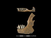 山羌骨藏品圖，第1張