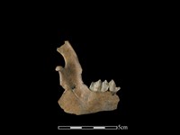 山羌骨藏品圖，第2張