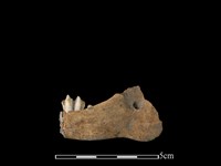 山羌骨藏品圖，第2張