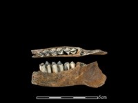 山羌骨藏品圖，第1張