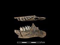 山羌骨藏品圖，第1張