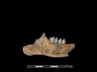 山羌骨藏品圖，第2張