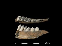 山羌骨藏品圖，第1張