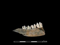 山羌骨藏品圖，第2張