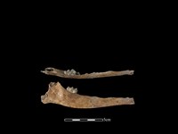 山羌骨藏品圖，第2張