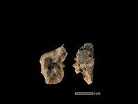 山羌骨藏品圖，第1張