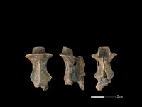 山羌骨藏品圖，第1張