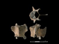 山羌骨藏品圖，第1張