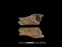 山羌骨藏品圖，第1張