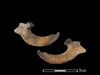 山羌骨藏品圖，第1張